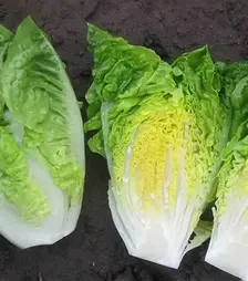 Семена салата Ксамена, п.е. 1 тыс. семян (Vitalis)