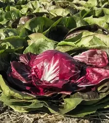 Семена салата Васари, п.е. 5 тыс. семян (Bejo)