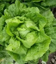 Семена салата Галандер, 1 кг (Moravoseed)