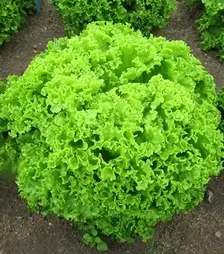 Семена салата Бриетта, п.е. 1 тыс. семян (Enza Zaden)