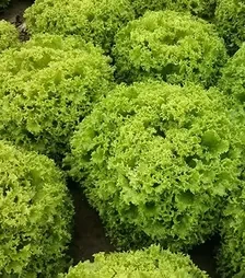 Семена салата Вили, п.е. 1 тыс. семян (Enza Zaden)