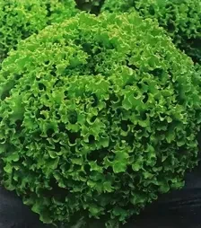 Семена салата Драгон, п.е. 5 тыс. семян (Hazera)