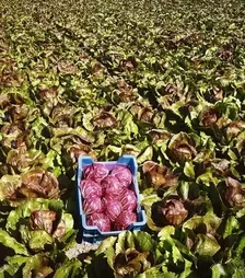 Насіння салату Індіго, п.о. 5 тис. насінин (Bejo)