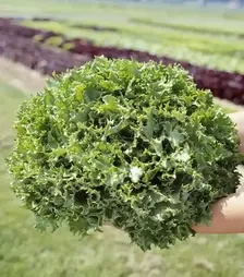 Семена салата Канкан, п.е. 5 тыс. семян (Hazera)