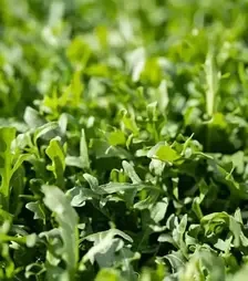 Насіння салату Грація, п.о. 5 тис. насінин (Enza Zaden)