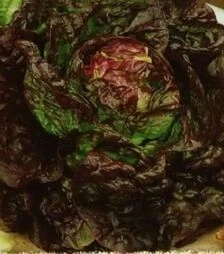 Семена салата Роземари, 1 кг (Moravoseed)