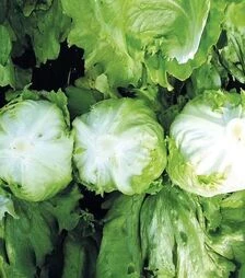 Семена салата Солейсон, п.е. 5 тыс. семян (Hazera)