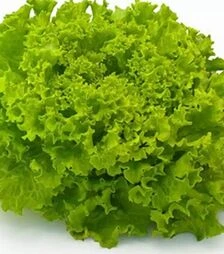 Насіння салату Фрісол, п.о. 5 тис. насінин (Syngenta)