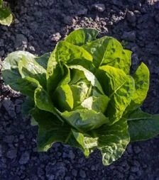 Насіння салату Яра, п.о. 5 тис. насінин (Enza Zaden)