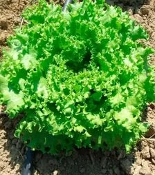 Семена салата Анисол, п.е. 5 тыс. семян (Syngenta)