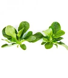 Семена салата Вейрон, и.о. 100 тыс. семян (Rijk Zwaan)