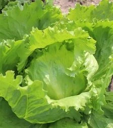 Насіння салату Карат, п.о. 5 тис. насінин (Asia Seed)