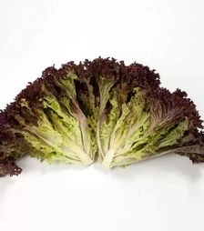 Насіння салату Кармезі, п.о. 5 тис. насінин (Rijk Zwaan)