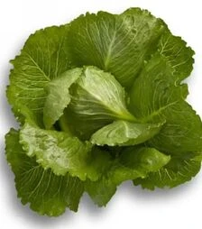 Насіння салату Крунчіта, п.о. 5 тис. насінин (Rijk Zwaan)