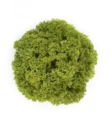 Семена салата Лимасол, п.е. 5 тыс. семян (Rijk Zwaan)