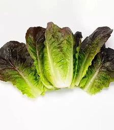 Насіння салату Мунред, п.о. 5 тис. насінин (Enza Zaden)