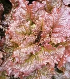 Насіння салату Орбітал, п.о. 5 тис. насінин (Rijk Zwaan)