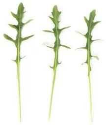 Насіння салату Сіноп, п.о. 1 000 тис. насінин (Rijk Zwaan)