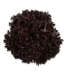 Семена салата Скамандер, и.о. 1 тыс. семян (Rijk Zwaan)