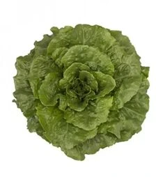 Насіння салату Тацітус, п.о. 1 тис. насінин (Rijk Zwaan)