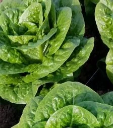 Насіння салату Тіпікал F1, п.о. 5 тис. насінин (Syngenta)