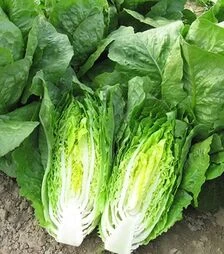 Семена салата Тотана, п.е. 1 тыс. семян (Vitalis)