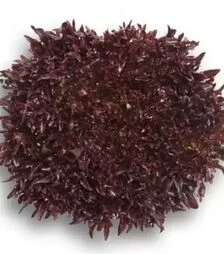 Насіння салату Триплекс, п.о. 5 тис. насінин (Rijk Zwaan)