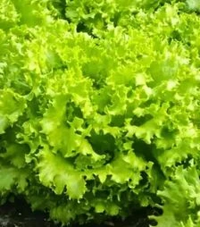 Насіння салату Фанлі F1, п.о. 5 тис. насінин (Syngenta)