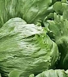 Семена салата Форестер, п.е. 5 тыс. семян (Bejo)