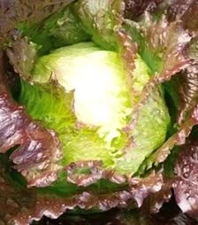 Насіння салату Дерел, 1 кг (Moravoseed)