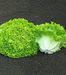 Семена салата Сементел, п.е. 5 тыс. семян (Bejo)