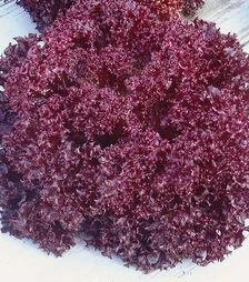 Насіння салату Матадор, п.о. 5 тис. насінин (Hazera)