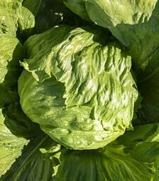 Семена салата Данило, и.о. 5 тыс. семян (Enza Zaden)