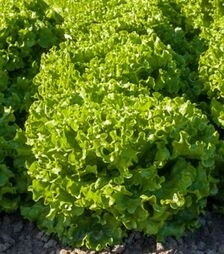 Семена салата Авеледа, п.е. 5 тыс. семян (Enza Zaden)