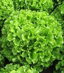 Семена салата Мелина, п.е. 5 тыс. семян (Enza Zaden)