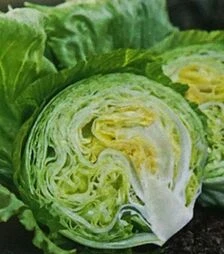 Семена салата Висмар, п.е. 5 тыс. семян (Hazera)