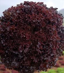 Насіння салату Бахус, п.о. 5 тис. насінин (Hazera)