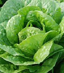 Семена салата Бацио, п.е. 5 тыс. семян (Enza Zaden)