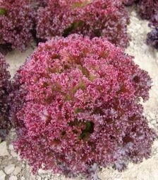 Семена салата Николай, 1 кг (Moravoseed)