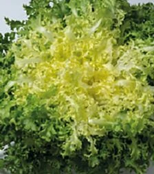 Семена салата Мирная, п.е. 5 тыс. семян (Enza Zaden)