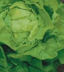 Семена салата Адинал, 1 кг (Moravoseed)