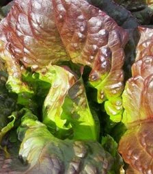 Семена салата Галба, 1 кг (Moravoseed)