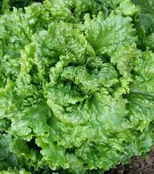 Семена салата Геркулес, 1 кг (Moravoseed)