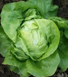 Семена салата Ленто, 1 кг (Moravoseed)