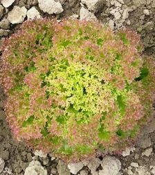 Семена салата Мерлот, 1 кг (Moravoseed)