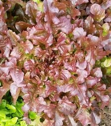 Семена салата Редин, 1 кг (Moravoseed)