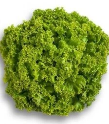 Семена салата Локарно, п.е. 5 тыс. семян (Rijk Zwaan)