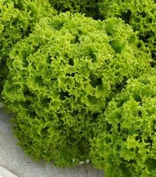 Семена салата Даби, п.е. 5 тыс. семян (Enza Zaden)