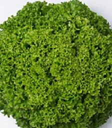 Насіння салату Ілема, п.о. 5 тис. насінин (Enza Zaden)