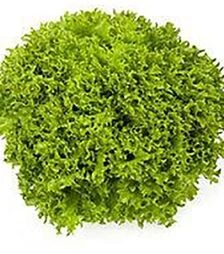 Семена салата Криспинет, п.е. 5 тыс. семян (Enza Zaden)